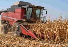 Santa Fe: terminó la cosecha de maíz tardío y avanza el algodón Cosechadora Massey Ferguson durante la cosecha de maíz en un campo argentino, con plantas secas y rastrojo.
