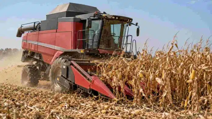 cosecha-maiz-cosechadora-massey-ferguson Cosechadora Massey Ferguson durante la cosecha de maíz en un campo argentino, con plantas secas y rastrojo.