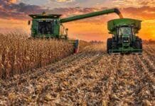 La Pampa: maíz récord pese a la cosecha demorada y la nueva apuesta por soja y girasol Cosechadora de maíz descarga granos en una tolva durante la cosecha, con un cielo de atardecer en tonos naranjas