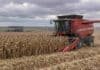 Maíz: la cosecha avanza y los rindes superan el promedio Cosecha de maíz con una cosechadora Massey Ferguson en el sudeste de Buenos Aires bajo cielo nublado