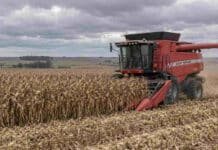 Maíz: la cosecha avanza y los rindes superan el promedio Cosecha de maíz con una cosechadora Massey Ferguson en el sudeste de Buenos Aires bajo cielo nublado