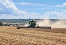 La soja ganaría superficie y la chicharrita condiciona al maíz en 2026/27 Cosechadora trabajando en un lote de soja durante la recolección, con una nube de polvo detrás de la máquina.