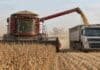 DJVE récord: en agosto se registraron 13,1 millones de toneladas Cosechadora Massey Ferguson descarga granos de soja en un camión cerealero durante la cosecha, en un lote agrícola con ambiente rural y polvo en suspensión.