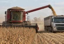 DJVE récord: en agosto se registraron 13,1 millones de toneladas Cosechadora Massey Ferguson descarga granos de soja en un camión cerealero durante la cosecha, en un lote agrícola con ambiente rural y polvo en suspensión.