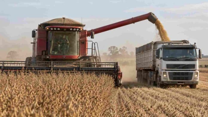 Cosechadora Massey Ferguson descarga granos de soja en un camión cerealero durante la cosecha, en un lote agrícola con ambiente rural y polvo en suspensión.