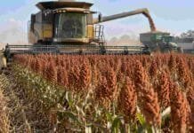 Menor oferta mundial abre una oportunidad para el sorgo argentino Cosecha de sorgo en un campo argentino, con una cosechadora trabajando y descarga de granos durante la campaña 2026/27.