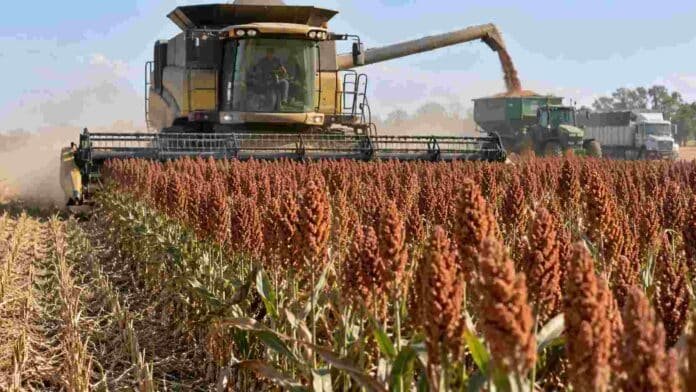 cosecha-sorgo-argentino-oportunidad-exportadora-ruralnet Cosecha de sorgo en un campo argentino, con una cosechadora trabajando y descarga de granos durante la campaña 2026/27.