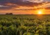 Arrancó la Expo Rural de Jesús María y el campo cordobés reclamó por caminos rurales y ordenamiento territorial Lote de soja al atardecer en un campo argentino, con el sol sobre el horizonte y las plantas iluminadas por luz cálida.
