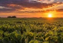 Arrancó la Expo Rural de Jesús María y el campo cordobés reclamó por caminos rurales y ordenamiento territorial Lote de soja al atardecer en un campo argentino, con el sol sobre el horizonte y las plantas iluminadas por luz cálida.
