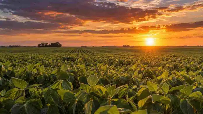 cultivo-soja-atardecer-campo-argentino Lote de soja al atardecer en un campo argentino, con el sol sobre el horizonte y las plantas iluminadas por luz cálida.