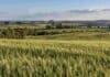 Estado de los cultivos invernales en Entre Ríos: el trigo lidera con 85% en condición buena Cultivos de invierno en Entre Ríos, con lotes de trigo en primer plano y un paisaje ondulado característico de la región.