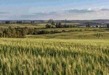 Estado de los cultivos invernales en Entre Ríos: el trigo lidera con 85% en condición buena Cultivos de invierno en Entre Ríos, con lotes de trigo en primer plano y un paisaje ondulado característico de la región.
