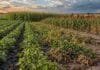 Sorgo y maní, en extremos opuestos ante la variabilidad hídrica: qué mostró un estudio del INTA Lotes de maíz, sorgo, soja y maní bajo condiciones contrastantes de humedad, en un ensayo sobre variabilidad hídrica y rendimiento de cultivos de verano.