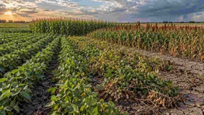 cultivos-verano-variabilidad-hidrica-inta Lotes de maíz, sorgo, soja y maní bajo condiciones contrastantes de humedad, en un ensayo sobre variabilidad hídrica y rendimiento de cultivos de verano.