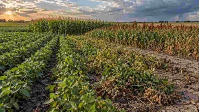 cultivos-verano-variabilidad-hidrica-inta Lotes de maíz, sorgo, soja y maní bajo condiciones contrastantes de humedad, en un ensayo sobre variabilidad hídrica y rendimiento de cultivos de verano.