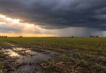 El Niño llegará hasta 2027: la primavera, provincia por provincia Cultivo recién emergido en la llanura pampeana bajo lluvias y nubes de tormenta con claros de sol