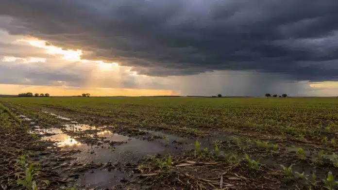 Cultivo recién emergido en la llanura pampeana bajo lluvias y nubes de tormenta con claros de sol
