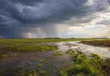 La campaña gruesa llega con agua, pero los lotes bajos encienden una señal de atención Campo agrícola con excesos de agua y lluvias intensas asociadas al fenómeno de El Niño en la región pampeana.