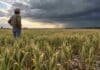 El Niño toca niveles excepcionales, pero las lluvias todavía no alcanzan: el trigo entra en una etapa clave Productor observa un cultivo de trigo con falta de humedad mientras avanzan nubes de tormenta sobre el campo argentino.