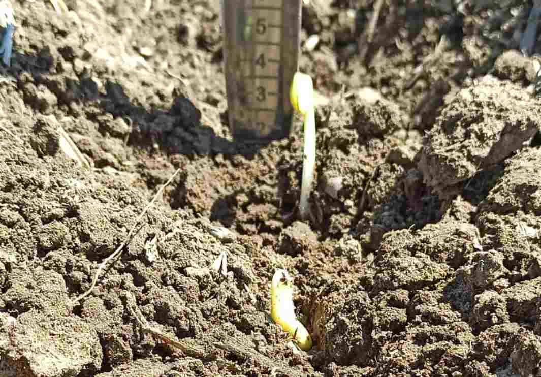 Plántulas de soja de primavera en etapa de emergencia