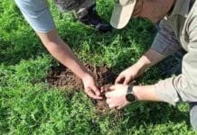 Sembraron vicia con dron en el NOA y lograron casi el doble de biomasa Dos personas examinan las raíces y el suelo en un lote cubierto de vicia