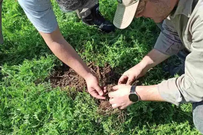 evaluacion-raices-cobertura-vicia Dos personas examinan las raíces y el suelo en un lote cubierto de vicia