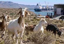 Carne caprina: las exportaciones dispararon más de 380% los ingresos Cabras en una zona productiva argentina con actividad logística de exportación al fondo, imagen ilustrativa del crecimiento de las ventas externas de carne caprina.