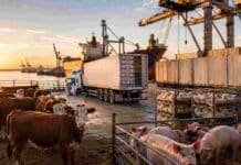 Argentina marca un récord con sus proteínas animales: exportó US$ 3.464 millones Ganado bovino, porcinos y aves junto a contenedores y un buque de carga, en una escena vinculada a las exportaciones argentinas de proteínas animales.