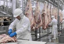 Carne vacuna: la faena cayó 12,9% y el consumo per cápita bajó a 46 kilos Operarios trabajan en una planta frigorífica durante el procesamiento de medias reses bovinas en una línea de faena vacuna.