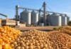 Futuros y opciones agro alcanzan un récord de 74,6 Mt en 2026 Granos de maíz, soja y trigo frente a instalaciones de acopio, en una imagen representativa del crecimiento de los futuros y opciones agrícolas en Argentina.