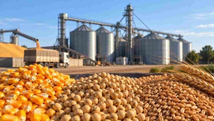 futuros-opciones-granos-a3-mercados Granos de maíz, soja y trigo frente a instalaciones de acopio, en una imagen representativa del crecimiento de los futuros y opciones agrícolas en Argentina.