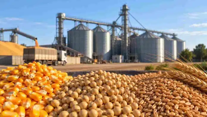Granos de maíz, soja y trigo frente a instalaciones de acopio, en una imagen representativa del crecimiento de los futuros y opciones agrícolas en Argentina.
