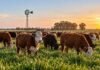 Cuenca del Salado: una estrategia ganadera proyecta 40% más producción por vientre y 27% menos huella de carbono Rodeo bovino pastando en la Cuenca del Salado, en una imagen que representa estrategias de manejo para aumentar la productividad y reducir la huella de carbono.