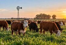 Cuenca del Salado: una estrategia ganadera proyecta 40% más producción por vientre y 27% menos huella de carbono Rodeo bovino pastando en la Cuenca del Salado, en una imagen que representa estrategias de manejo para aumentar la productividad y reducir la huella de carbono.