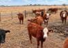 Recuperó 15 de 22 bovinos robados y denunció que les quitaron caravanas y cortaron las colas Bovinos en un corral rural, imagen ilustrativa de la recuperación de animales robados en un establecimiento ganadero.