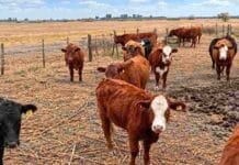 Recuperó 15 de 22 bovinos robados y denunció que les quitaron caravanas y cortaron las colas Bovinos en un corral rural, imagen ilustrativa de la recuperación de animales robados en un establecimiento ganadero.