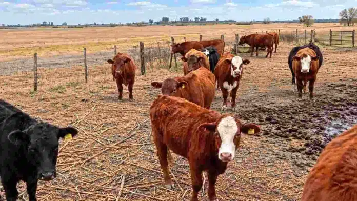 ganado-bovino-recuperado-robo-hacienda Bovinos en un corral rural, imagen ilustrativa de la recuperación de animales robados en un establecimiento ganadero.