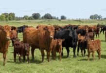 Se desploma el traslado de terneros: cayó 29% en el año Rodeo bovino con vacas y terneros pastando en un campo de producción ganadera.