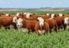 Menos hacienda, pero animales más pesados: la producción de carne cae 8,7% Rodeo de bovinos Hereford en un lote de alfalfa, con campo abierto y paisaje rural sin árboles al fondo