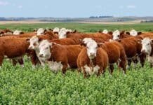 Menos hacienda, pero animales más pesados: la producción de carne cae 8,7% Rodeo de bovinos Hereford en un lote de alfalfa, con campo abierto y paisaje rural sin árboles al fondo
