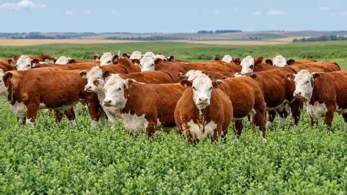 ganado-hereford-pastura-alfalfa Rodeo de bovinos Hereford en un lote de alfalfa, con campo abierto y paisaje rural sin árboles al fondo