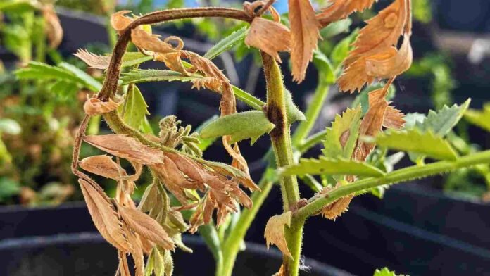 Planta de garbanzo con síntomas de daño foliar evaluada en investigaciones del INTA sobre control biológico de la rabia del garbanzo.