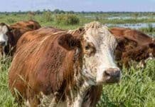 Litoral, en la mira: el IPCVA remarcó la importancia de respetar los períodos de carencia frente a la garrapata Bovinos afectados por garrapatas en un pastizal húmedo del Litoral argentino, una de las regiones con mayor presión de este ectoparásito.