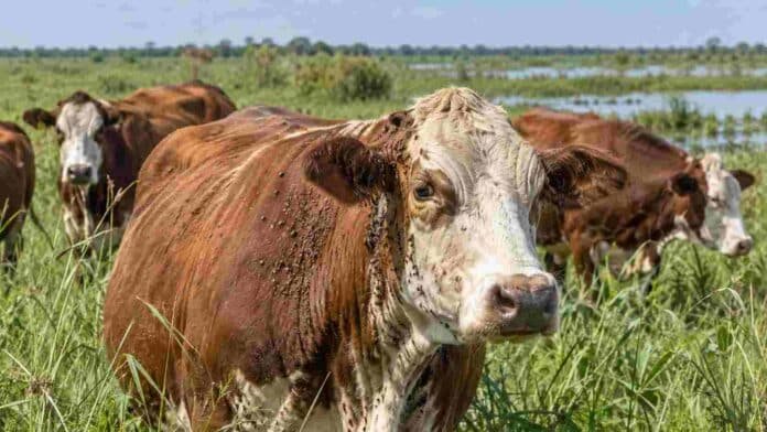 garrapata-bovina-litoral-ganaderia Bovinos afectados por garrapatas en un pastizal húmedo del Litoral argentino, una de las regiones con mayor presión de este ectoparásito.