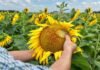 Malezas resistentes en girasol: presentan una nueva herramienta para el control temprano Productor inspecciona un capítulo de girasol en un lote durante la campaña, en el contexto del manejo temprano de malezas difíciles y resistentes.
