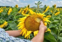 Malezas resistentes en girasol: presentan una nueva herramienta para el control temprano Productor inspecciona un capítulo de girasol en un lote durante la campaña, en el contexto del manejo temprano de malezas difíciles y resistentes.