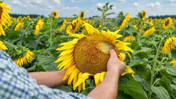 girasol-control-malezas-temprano-ruralnet Productor inspecciona un capítulo de girasol en un lote durante la campaña, en el contexto del manejo temprano de malezas difíciles y resistentes.