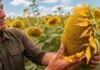 El girasol gana competitividad en lotes donde la soja rinde menos de 32 qq/ha Productor analiza un capítulo de girasol maduro en un lote, cultivo que gana competitividad frente a la soja en ambientes de bajo rendimiento.
