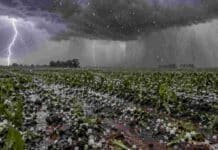 Cinco veces más denuncias que el máximo de agosto: el granizo vuelve a poner al seguro en foco Tormenta con caída de granizo sobre un campo cultivado, con relámpagos, lluvia intensa y plantas dañadas en primer plano.