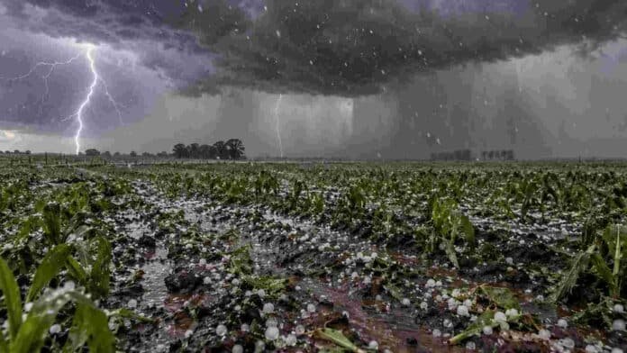 granizo-tormenta-campo-seguro-agricola-ruralnet Tormenta con caída de granizo sobre un campo cultivado, con relámpagos, lluvia intensa y plantas dañadas en primer plano.